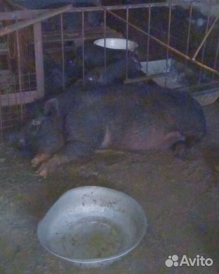 Вьетнамские свиньи. Кабанчик. Хряк племенной