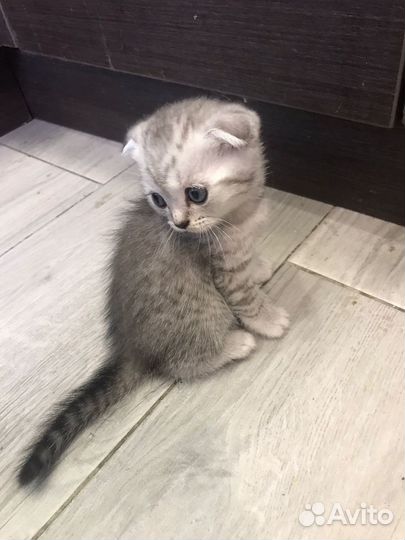 Британские котята