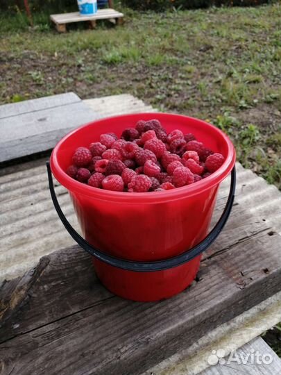 Ремонтантная малина (осенняя)