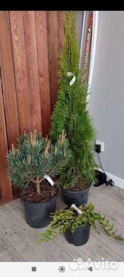 Хвойная композиция, привезу