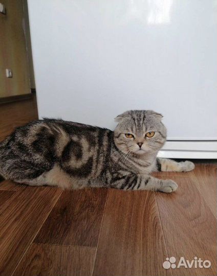 Шотландский кот вязка