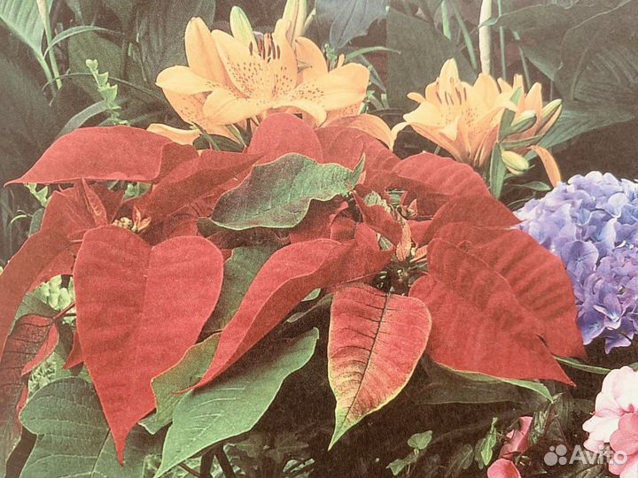 Энциклопедия комнатных растений