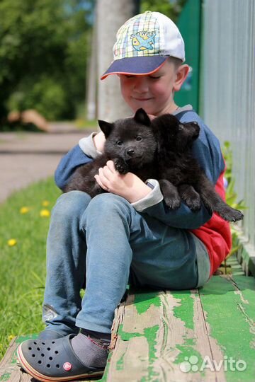 Схипперке (Шипперке) овчарка для города