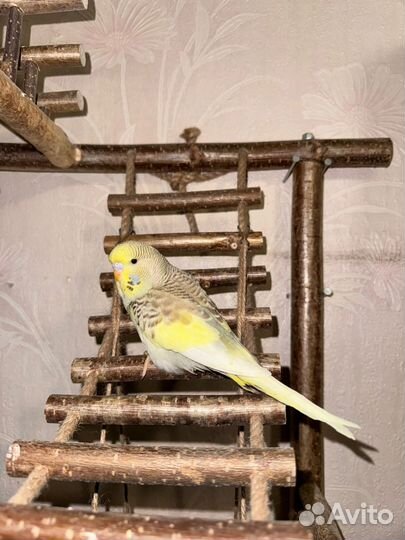 Выставочные волнистые попугаи,самочка