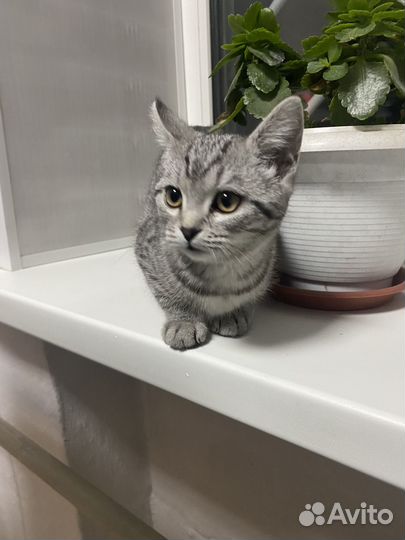 Кошка