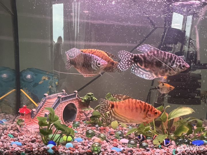 Аквариумные рыбки