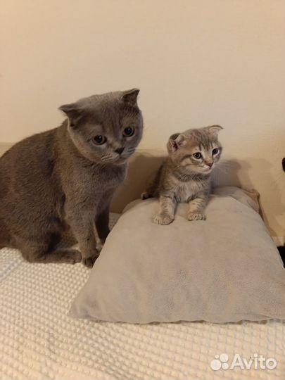 Котята вислоухие