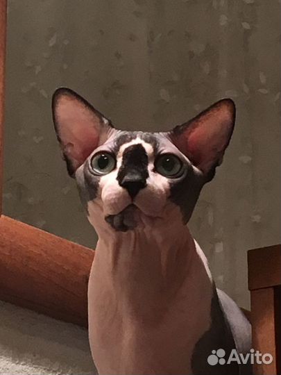 Вязка с котиком