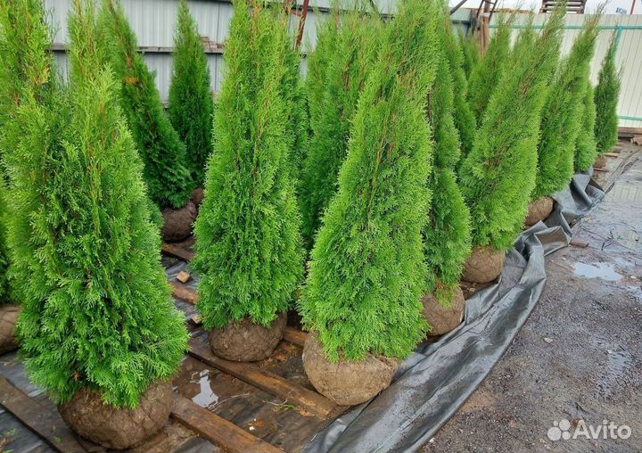 Саженцы Туя конусная Смарагд до 2м Smaragd Сосна
