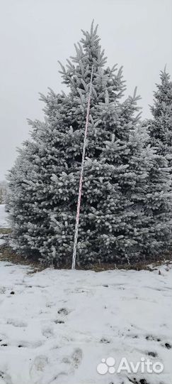 Голубые ели