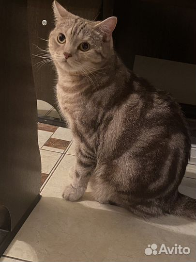 Британская кошка в дар