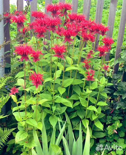 Монарда, бергамот