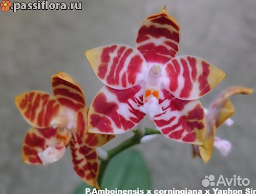 Орхидеи фаленопсис