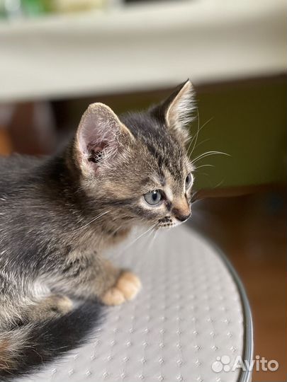 Котята метисы в добрые руки