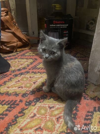 Отдам котят в добрые руки