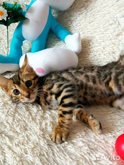 Бенгальская девочка