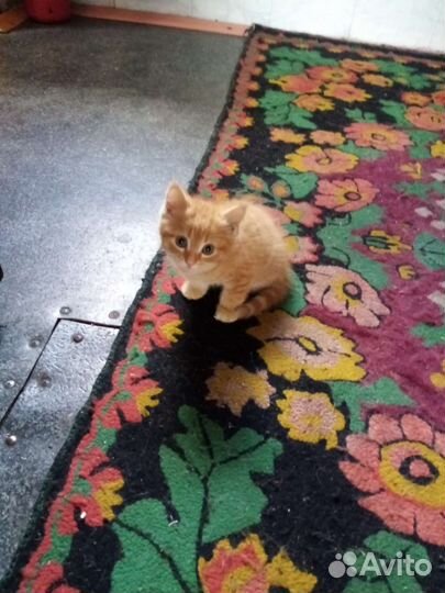 Кошка в дар бесплатно