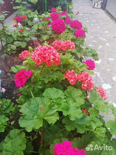 Пеларгонии