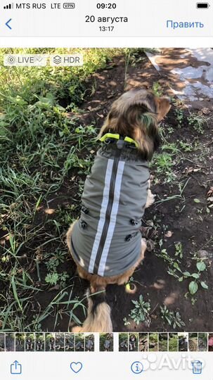 Одежда для собак