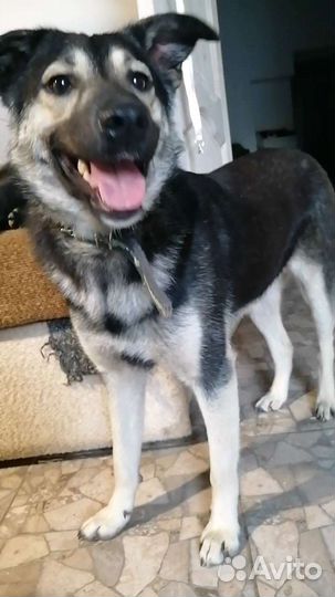 Метис овчарки в добрые руки