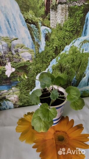 Пеларгония герань