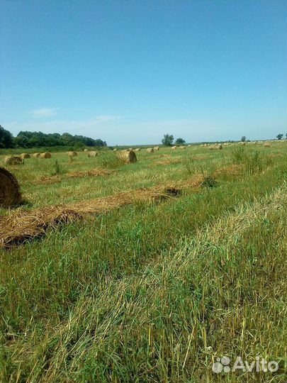 Продам сено суданка