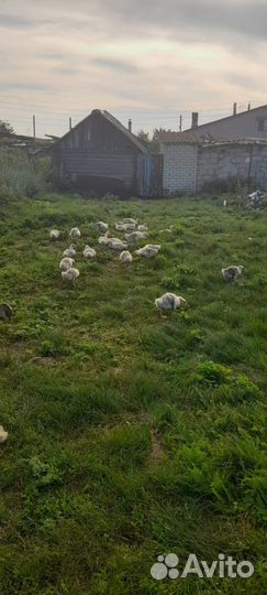 Гусята линда