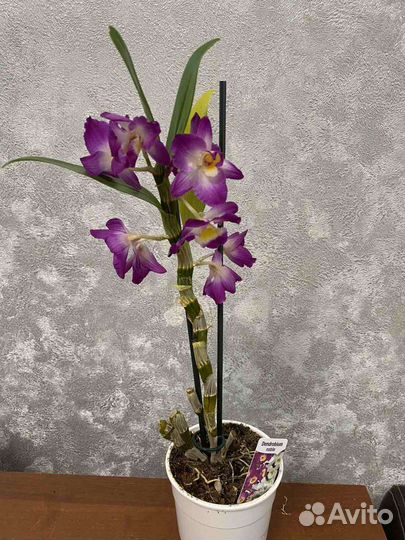 Дендробиум