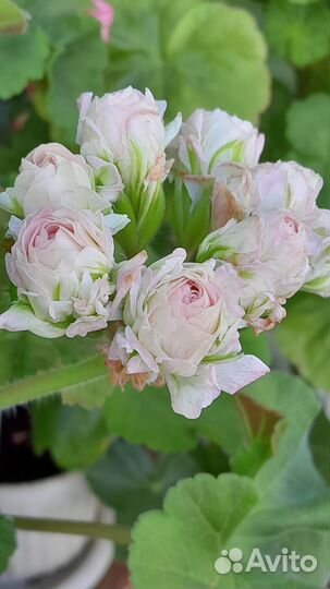 Пеларгония герань сортовая