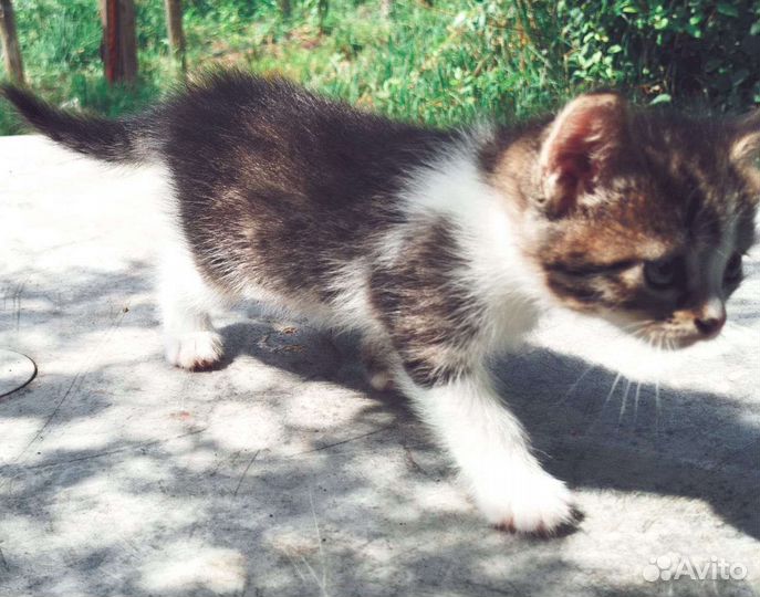 Котенок