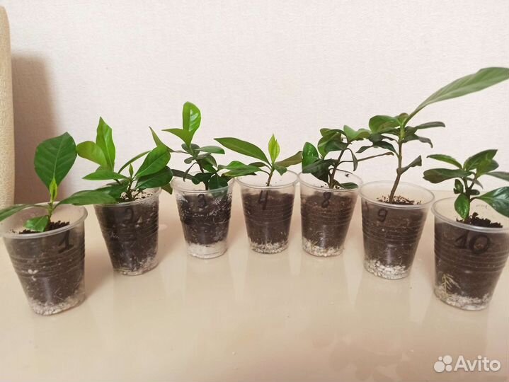 Гардения Жасминовидная