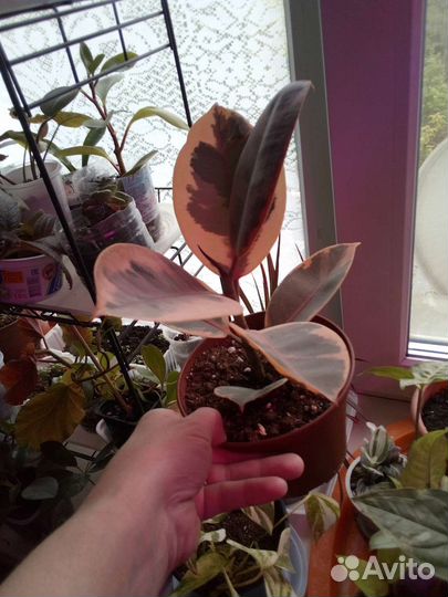 Комнатные цветы,разные