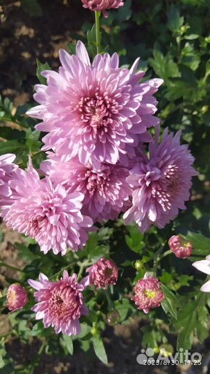 Хризантемы ,и мультифлоры