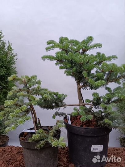 Хвойные растения