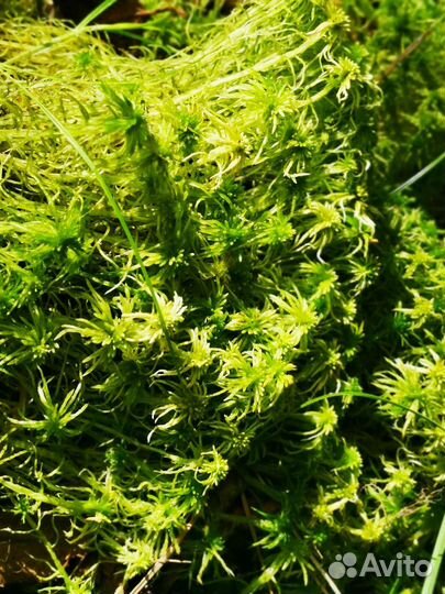 Мох для орхидей