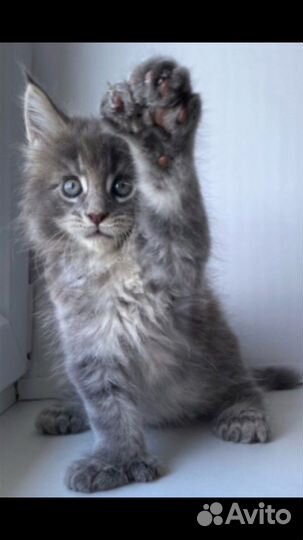 Мейнкун полидакты котята - вязка