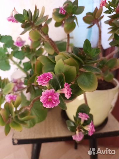 Каланхоэ в горшке