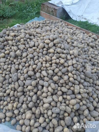Продам картофель