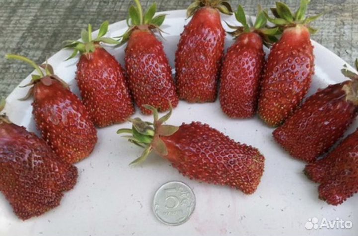 Рассада Клубника сорт Купчиха