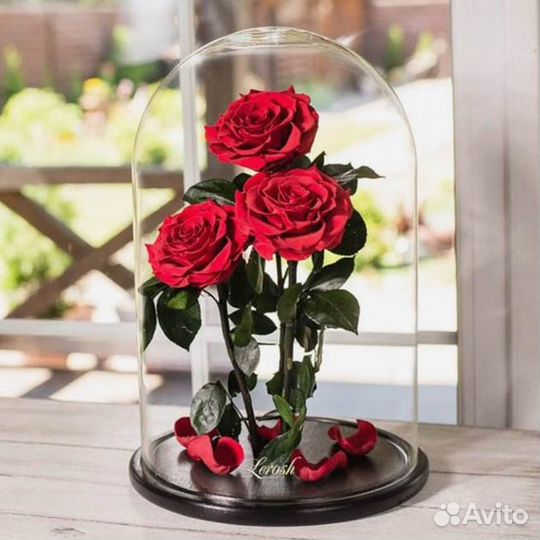 Роза в колбе. Живая