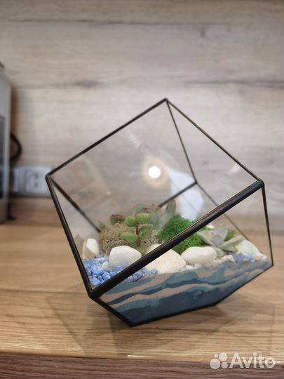Флорариум «Куб» с живыми растениями (суккулентами)