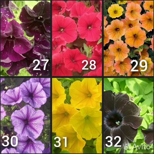 Черенки петунии вегетативной (ампельной)