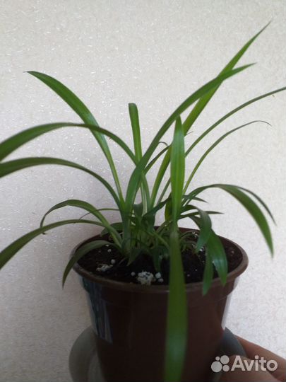 Хлорофитум,суккуленты,колеус,гинура,традесканция