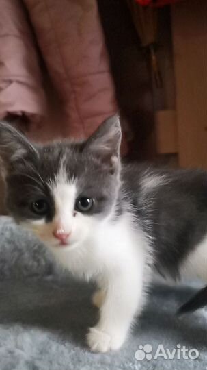 Котята в дар