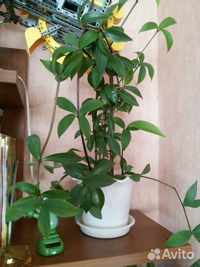 Аглаонема, Пеперомия, Сансевьерия, Хавортия