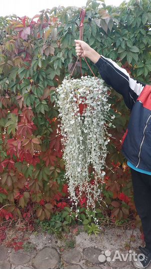 Дихондра серебристая