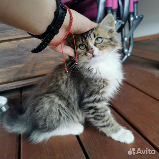 Пушистые котята в добрые руки