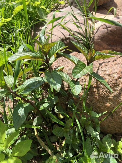 Мята ментоловая