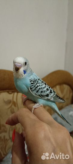 Волнистый попугай