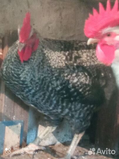 Молодые петухи